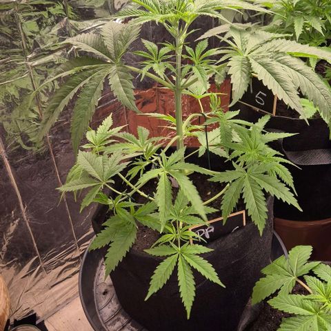 Puple punch  6 growlog photo: Beschnitten und leichtes LST