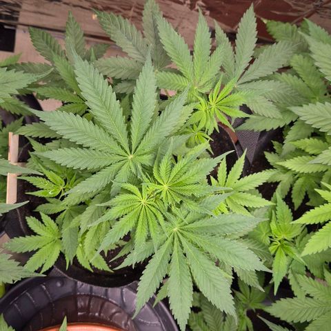 Strawberry Marshmallow growlog timeline photo