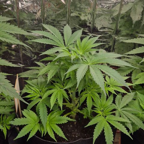 Strawberry Marshmallow growlog timeline photo