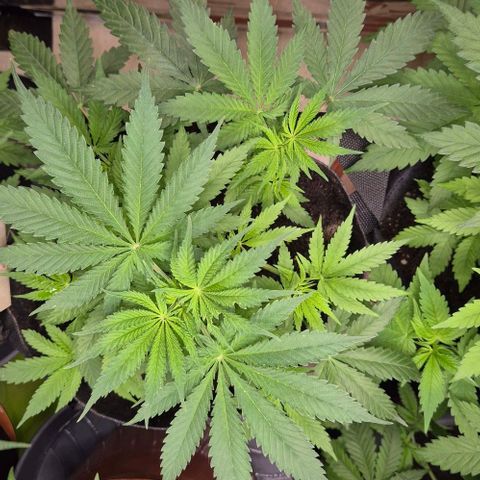 Strawberry Marshmallow growlog timeline photo