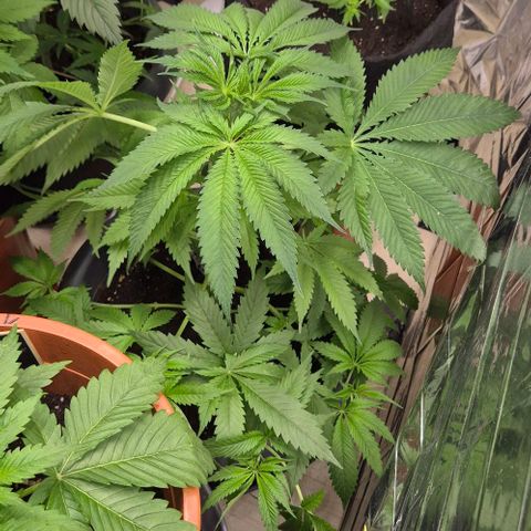 7 Punchi PURPLE PUNCH (photo) growlog timeline photo