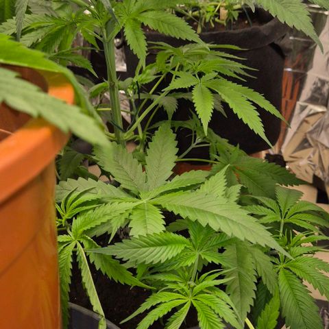 7 Punchi PURPLE PUNCH (photo) growlog timeline photo