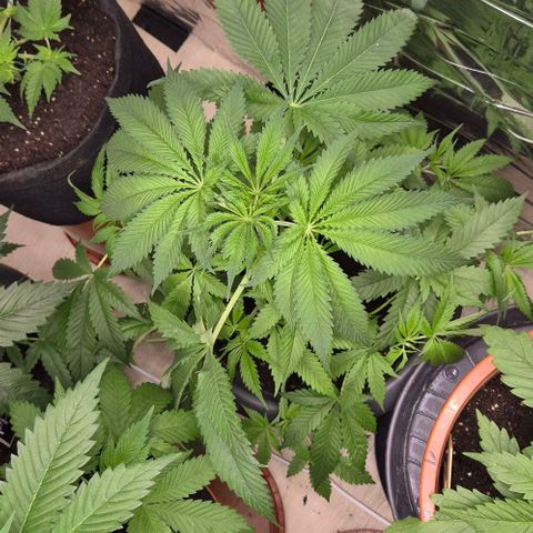 7 Punchi PURPLE PUNCH (photo) growlog timeline photo