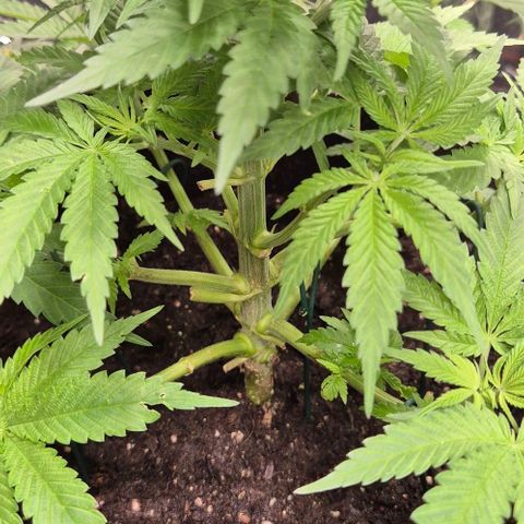Strawberry Marshmallow growlog timeline photo