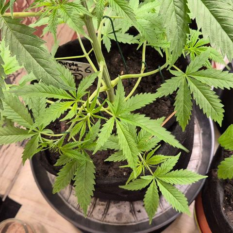 Puple punch  6 growlog timeline photo