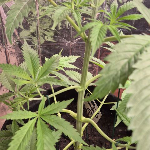 Puple punch  6 growlog timeline photo