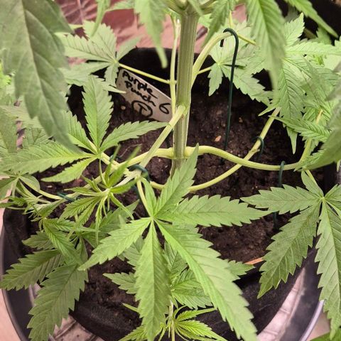 Puple punch  6 growlog timeline photo