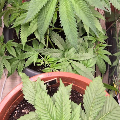 7 Punchi PURPLE PUNCH (photo) growlog timeline photo