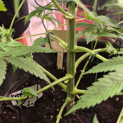 7 Punchi PURPLE PUNCH (photo) growlog timeline photo