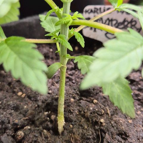 Karli - SHISKABERRY (auto) growlog timeline photo