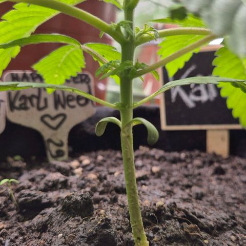 Karli - SHISKABERRY (auto) growlog timeline photo