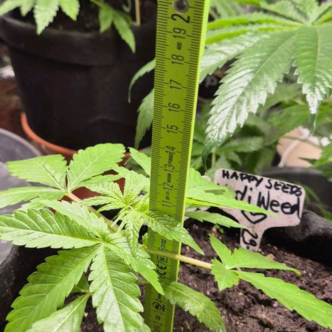 Karli - SHISKABERRY (auto) growlog timeline photo