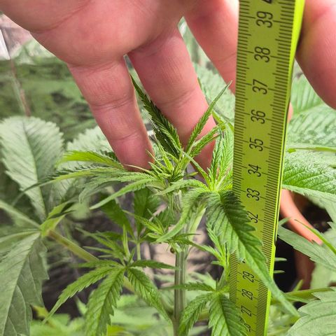 Puple punch  6 growlog timeline photo