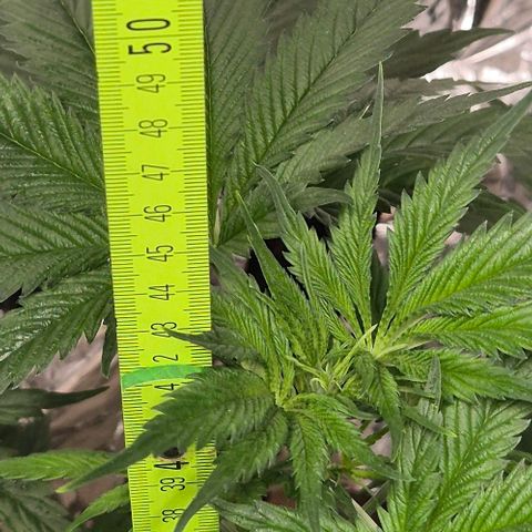 7 Punchi PURPLE PUNCH (photo) growlog timeline photo