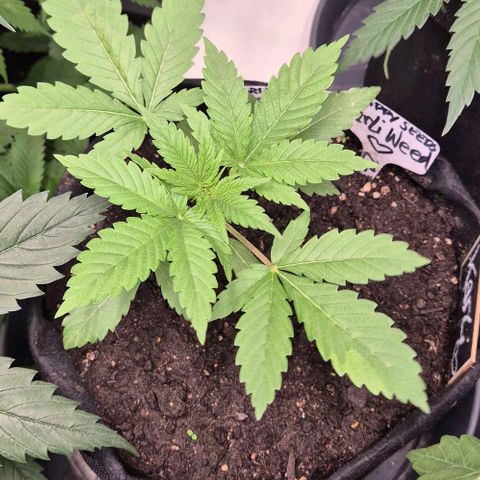 Karli - SHISKABERRY (auto) growlog timeline photo