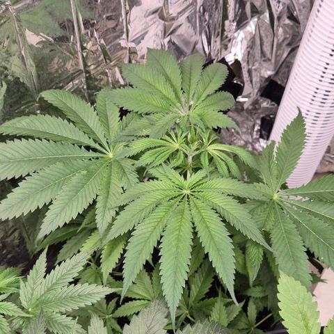 7 Punchi PURPLE PUNCH (photo) growlog timeline photo