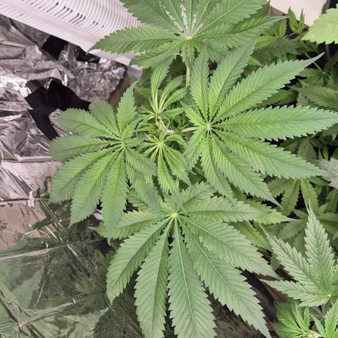 7 Punchi PURPLE PUNCH (photo) growlog timeline photo
