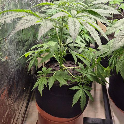 Puple punch  6 growlog timeline photo