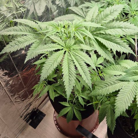 Puple punch  6 growlog timeline photo