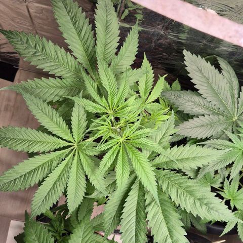 Puple punch  6 growlog timeline photo