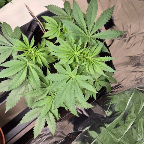 Strawberry Marshmallow growlog timeline photo