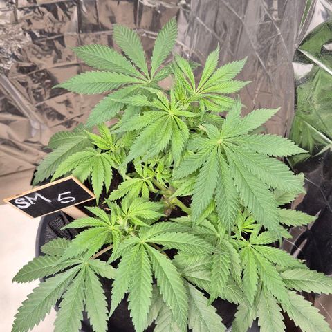Strawberry Marshmallow growlog timeline photo