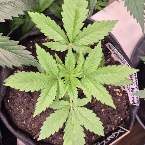 Karli - SHISKABERRY (auto) growlog timeline photo