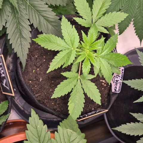Karli - SHISKABERRY (auto) growlog timeline photo