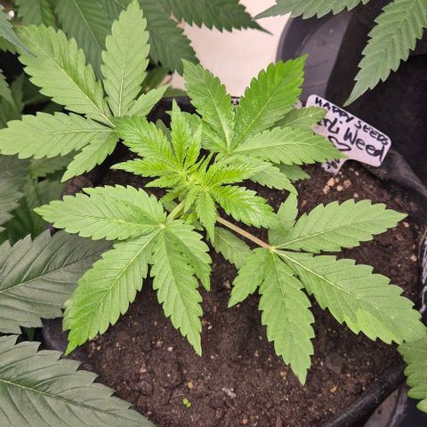 Karli - SHISKABERRY (auto) growlog timeline photo