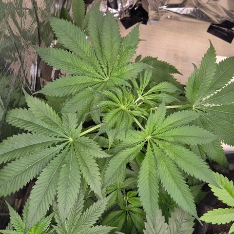 7 Punchi PURPLE PUNCH (photo) growlog photo: Einmal wasser aus dem Wasserhahn genommen,  plus Ventilator zu dicht- zeigt sie gleich,  das zickchen