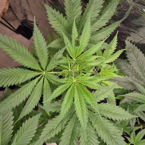 Puple punch  6 growlog photo: Wegen des fliegenden-teils ein Stück Blatt verloren 