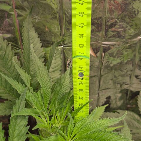 Puple punch  6 growlog timeline photo