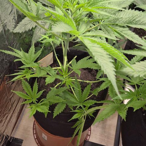 Puple punch  6 growlog timeline photo