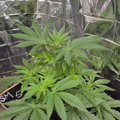 Strawberry Marshmallow growlog timeline photo