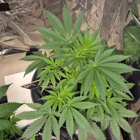 Strawberry Marshmallow growlog timeline photo