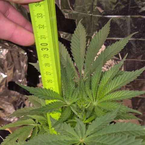 Strawberry Marshmallow growlog timeline photo