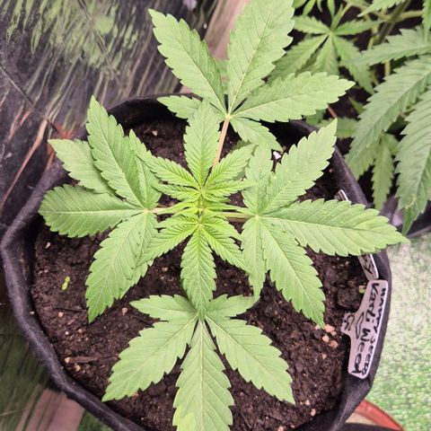 Karli - SHISKABERRY (auto) growlog timeline photo
