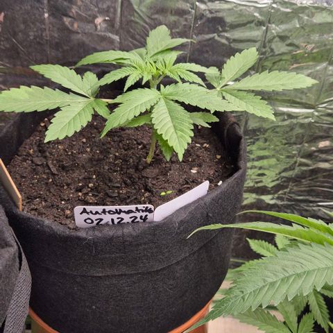 Karli - SHISKABERRY (auto) growlog timeline photo