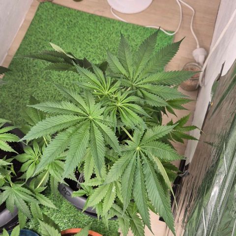 7 Punchi PURPLE PUNCH (photo) growlog timeline photo