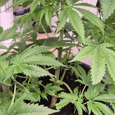 7 Punchi PURPLE PUNCH (photo) growlog timeline photo