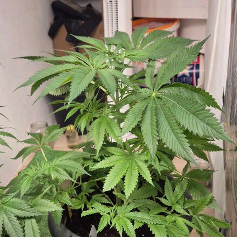 7 Punchi PURPLE PUNCH (photo) growlog timeline photo