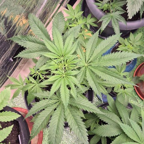 Puple punch  6 growlog timeline photo
