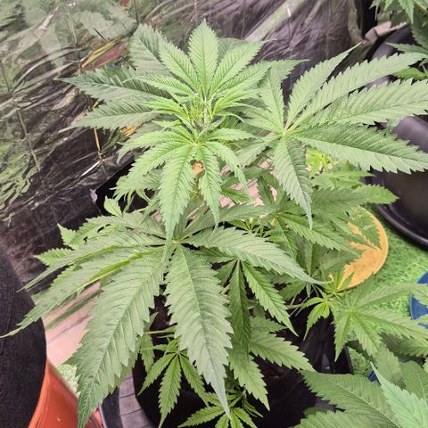 Puple punch  6 growlog timeline photo