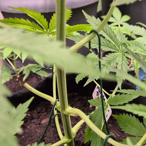 Puple punch  6 growlog timeline photo