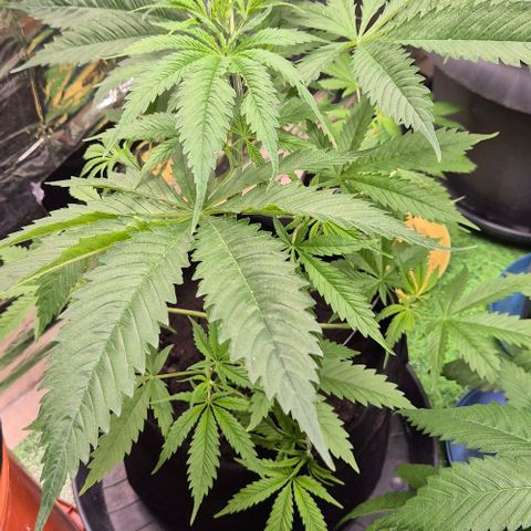 Puple punch  6 growlog timeline photo