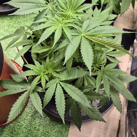 Strawberry Marshmallow growlog timeline photo