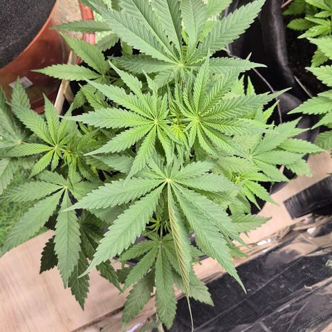 Strawberry Marshmallow growlog timeline photo