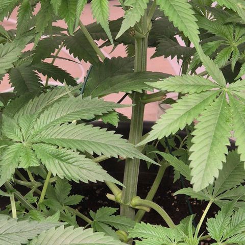 7 Punchi PURPLE PUNCH (photo) growlog timeline photo