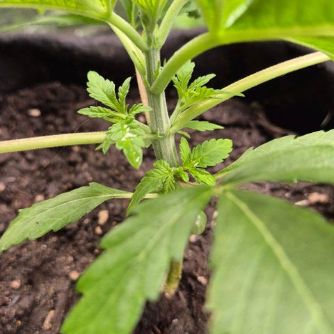 Karli - SHISKABERRY (auto) growlog timeline photo
