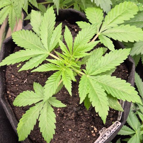 Karli - SHISKABERRY (auto) growlog timeline photo